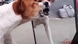 狗子看着镜子里的自己都很恼火