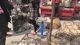 狗贩8块一斤收狗，大哥抱爱犬去称重，狗子的反应让人心疼！