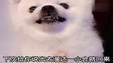 狗狗犯错被女主人训,一脸的不服不忿的表情还朝主人呲牙,太逗了