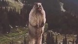 盘点：各种逗比搞笑瞬间，一个比一个逗比，傻起来连老虎都不怕