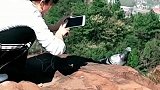一只在悬崖边的鸽子，没想到它竟住在这里，真是不可思议！