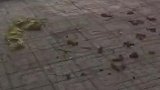 主人隔离21天后发现狗子拉了满屋子屎