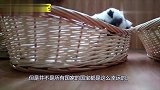 身为“国宝”却被下令捕杀，肉被做成狗粮，皮毛出口海外