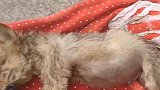 刚带回来的流浪狗，孩子给它洗了个澡，就变成这样了