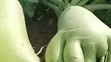 萝卜成熟去摘，没想到形状稀奇古怪，光脚丫种萝卜传染了吗