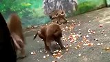 这是屁股没毛的绿狒狒，风评直逼峨眉山泼猴，大家知道为啥不
