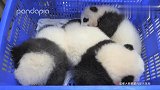 没啥好看的，就是一大堆熊猫宝宝罢了～