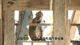 猴子屡次进村捣乱，村民忍无可忍