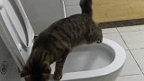 一只会上马桶尿尿的猫，太让人省心了，一个月不在家都没问题！