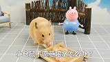 宠物日常：小仓鼠不愿意喝水怎么办