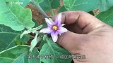 我们农村有一种野树“生长着纯天然鸭蛋”,营养价值不输普通菜