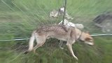 狼，捷克狼犬，狼狗，狼獒，藏獒，放一起会怎样？