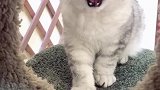 猫我这么温柔的小猫猫，怎么能是恶犬呢！