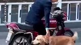 狗狗坐上了摩托，高兴的不得了