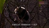 狮子老虎为什么不攻击大熊猫，听过熊猫另一个名字，你就知道了