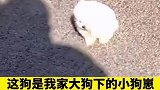 主人带小奶狗出门散步，小狗刚落地，就被风吹转了好几圈