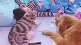 闺女一生病，小狗和小猫就成了这样，比谁都上心，太暖了