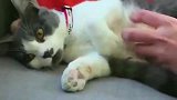 女子捡到被遗弃的猫咪, 精心抚养数月后, 发现不对劲