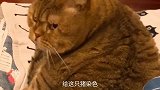猫 -你才是猪啊，我不是猪，我没被染色！