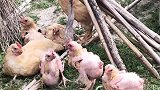 高温下的小鸡仔，这不得滋滋冒油？