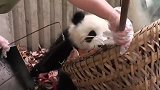 饲养员发现少了一只熊猫，抬头一看直发抖：我的个亲娘啊