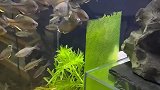 男子清除鱼缸里的苔藓，小鱼聚集在一边觅食