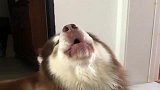 听见回收电器的喇叭声，阿拉斯加犬开始狼嚎，和它隔空对话