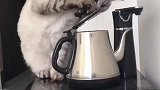 猫我看看水壶里面有没有小鱼干！