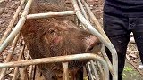 野猪发飙了，必须盘掉它