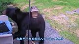 黑熊单挑沙丘鹤,却被吓得爬上树,沙丘鹤:哪来的怂货