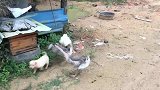 猪兄救我，这几只大鹅，我打不过？