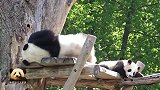 熊猫梦梦和宝贝一起沉入甜甜的梦乡，治愈系画面萌化你的心