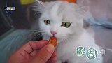 带猫咪在阳台上野餐，猫咪喝多了薄荷酒开始打架，主人拉都拉不住