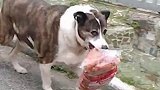 巴西：一只宠物狗从肉店偷回5公斤香肠，主人随后付钱赔偿