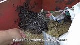 主人把鸭蛋放在鸡窝，孵化出一群鸭宝宝，母鸡：这是我的孩子吗