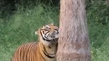 如果在野外遇到这样的老虎，上树还有用吗？