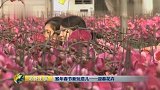 猴年春节新玩意儿——迎春花卉