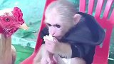 猴子和鸡抢食，说好的一人一口，结果鸡不讲武德