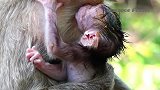 刚出生的小猴，就会抓妈妈的头发，找奶喝，非常可爱！