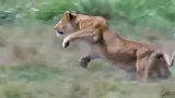 疯狂斑马大战狮子 按倒狮子四脚狂踢!