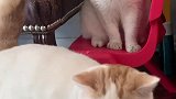 猫明明是沙发先动的手！