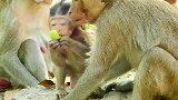 非常失望，猴妈妈对小猴子生气了，又打又咬小猴子