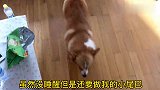 【七月与摩卡】没有人！能在柯猪面前！偷偷的吃零食！