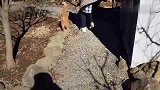 生活在公园的流浪猫，虽然流浪却生活得无忧无虑