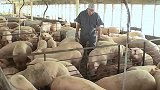 M国人不吃猪肉，为什么还是养猪大国呢？ 科普  dou出新知