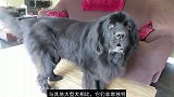 世界上最大的十种狗子，了解一下！
