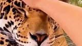 以前是养猪的饲养员，来到动物园后，动物们画风突变