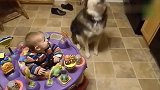 宝宝看狗狗吃东西，接下来汪星人的举动让宝宝笑疯了
