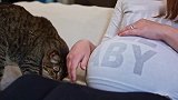 女主人怀孕，猫咪对她显得特别关怀，网友们：大喵太有爱了