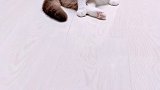 你咋寻思的摆的这个造型啊 能不能优雅点 星探家猫
